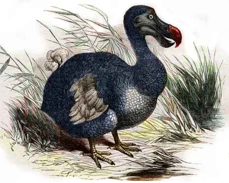 Researchers State They’ve Made a ‘Pivotal Step’ in Bringing Back the Dodo for the Very First Occasion in Three Centuries
